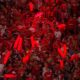 La impresionante campaña que realizó Independiente para llegar a 100 mil socios