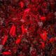 Independiente comenzó una importante campaña de socios