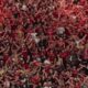 Quiénes serán los polémicos árbitros del siguiente partido de Independiente